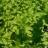 Origanum vulgare 'Thymbles Variety' -- Oregano